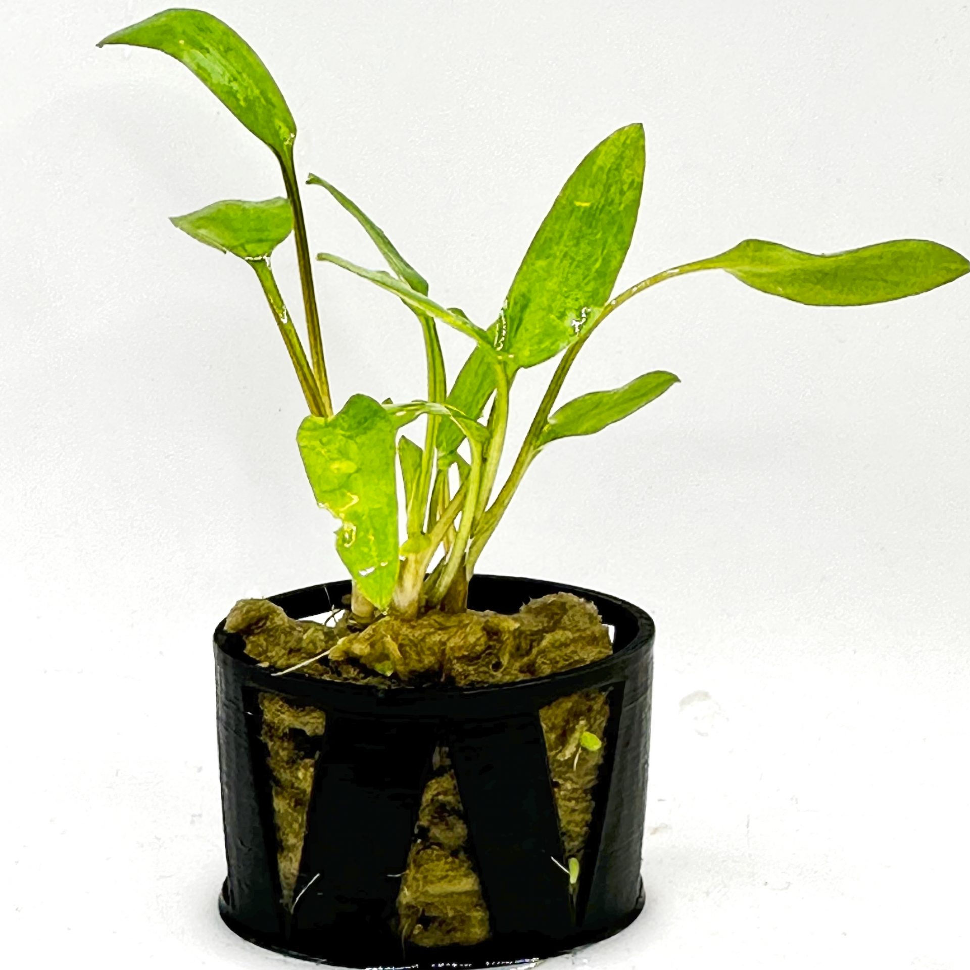 The Secret To Growing: Cryptocoryne beckettii ‘Petchii’
