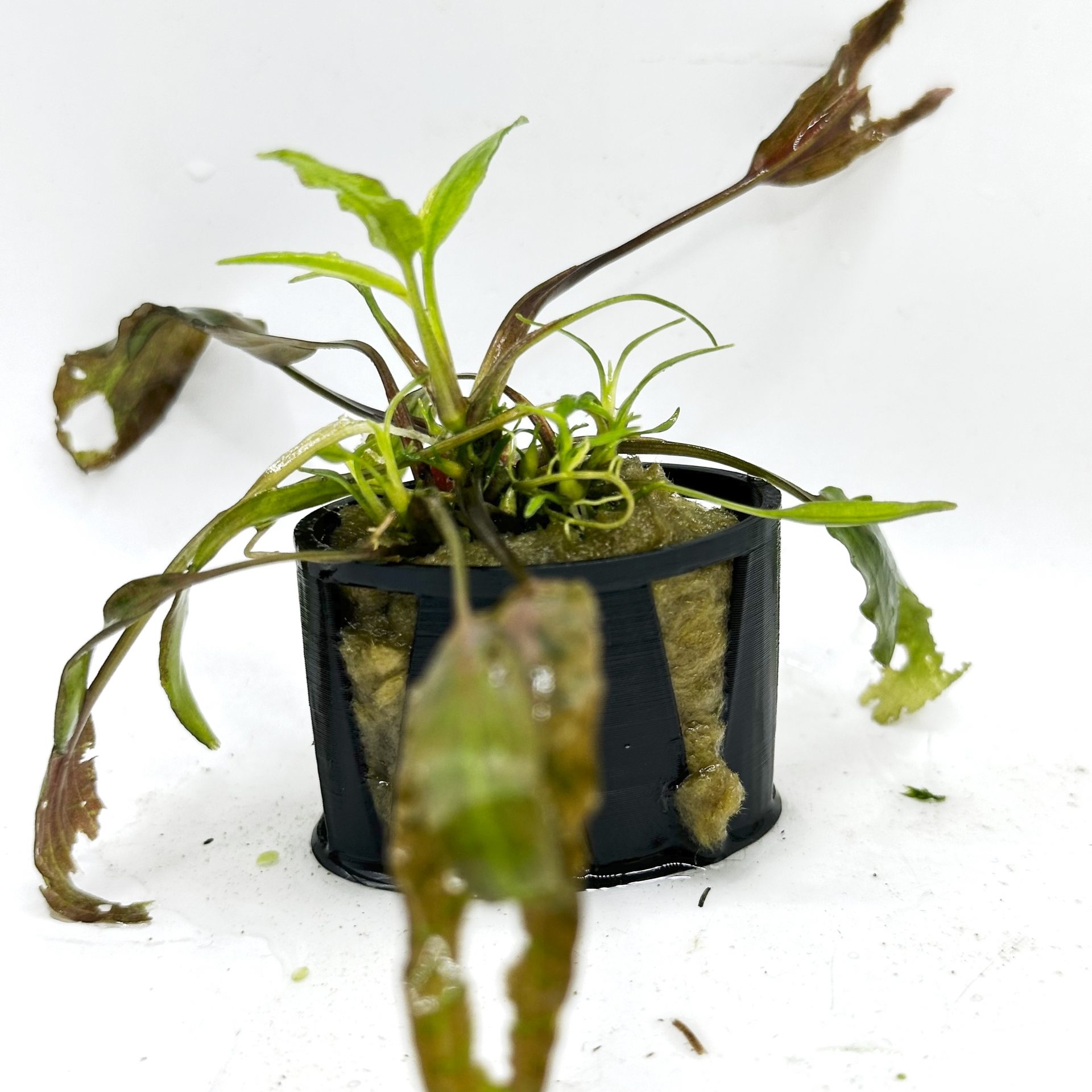 The Secret To Growing: Cryptocoryne nurii “Red Maiden”