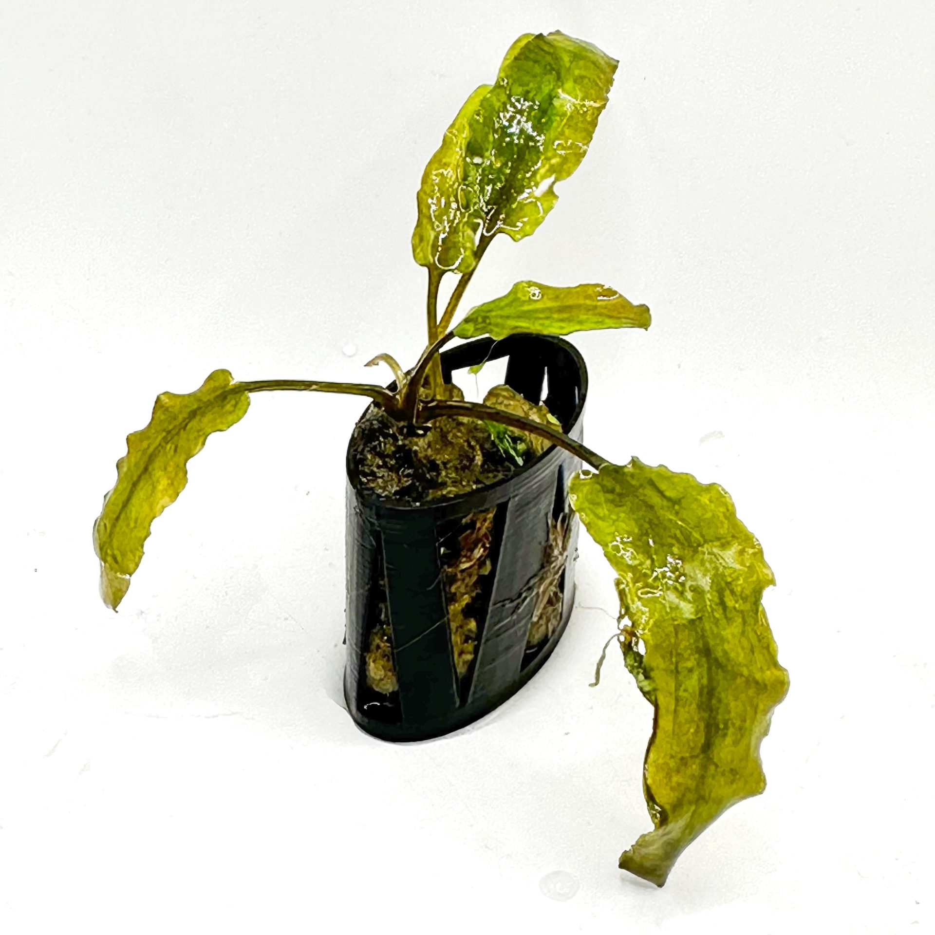 The Secret to Growing: Cryptocoryne wendtii ‘Mi Oya’