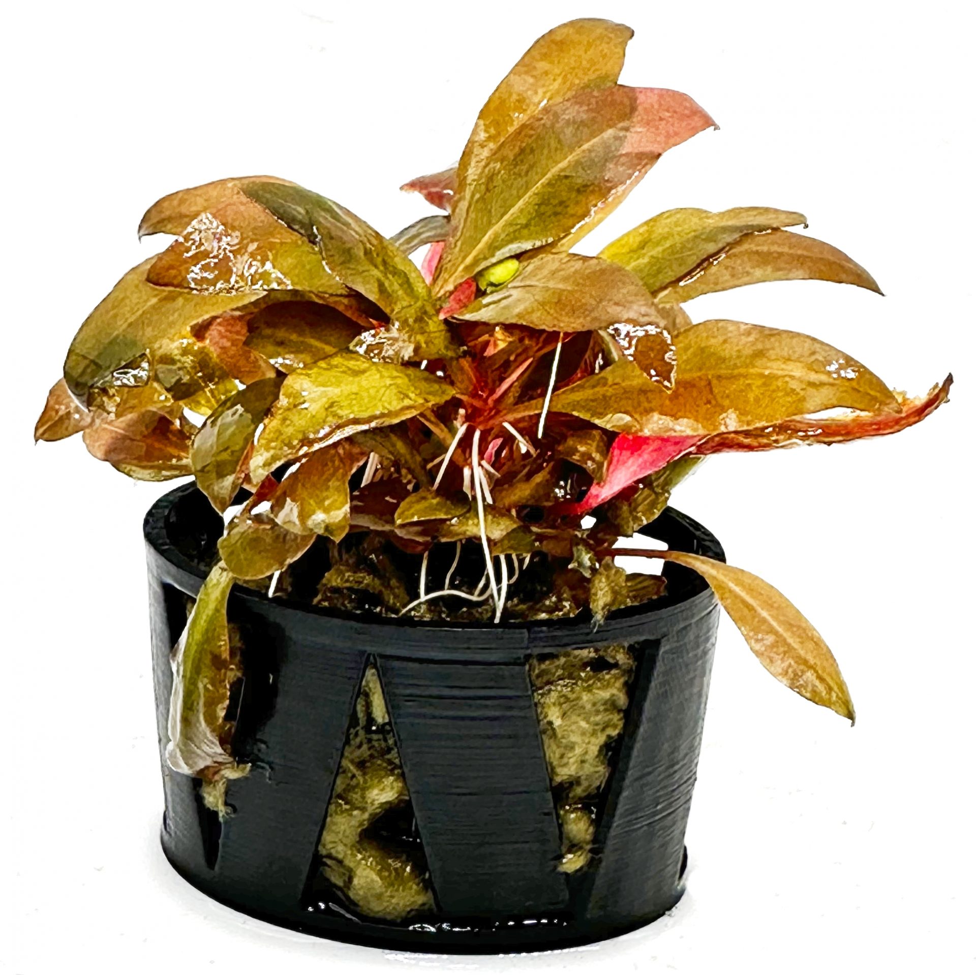 The Secret to Growing: Alternanthera Reineckii “Mini”