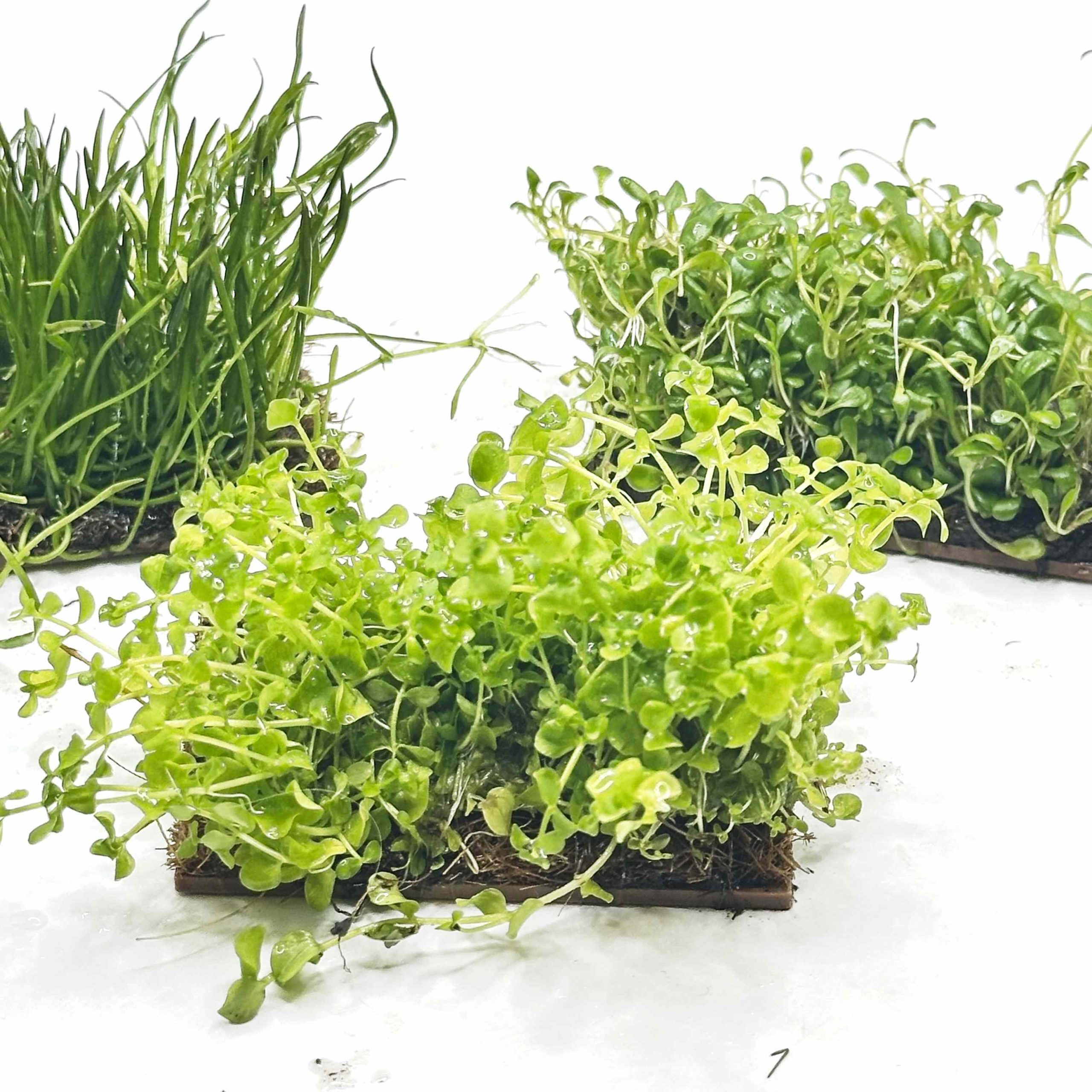 Plant Once, Stay Planted: Why I Started Growing Aquarium Mats