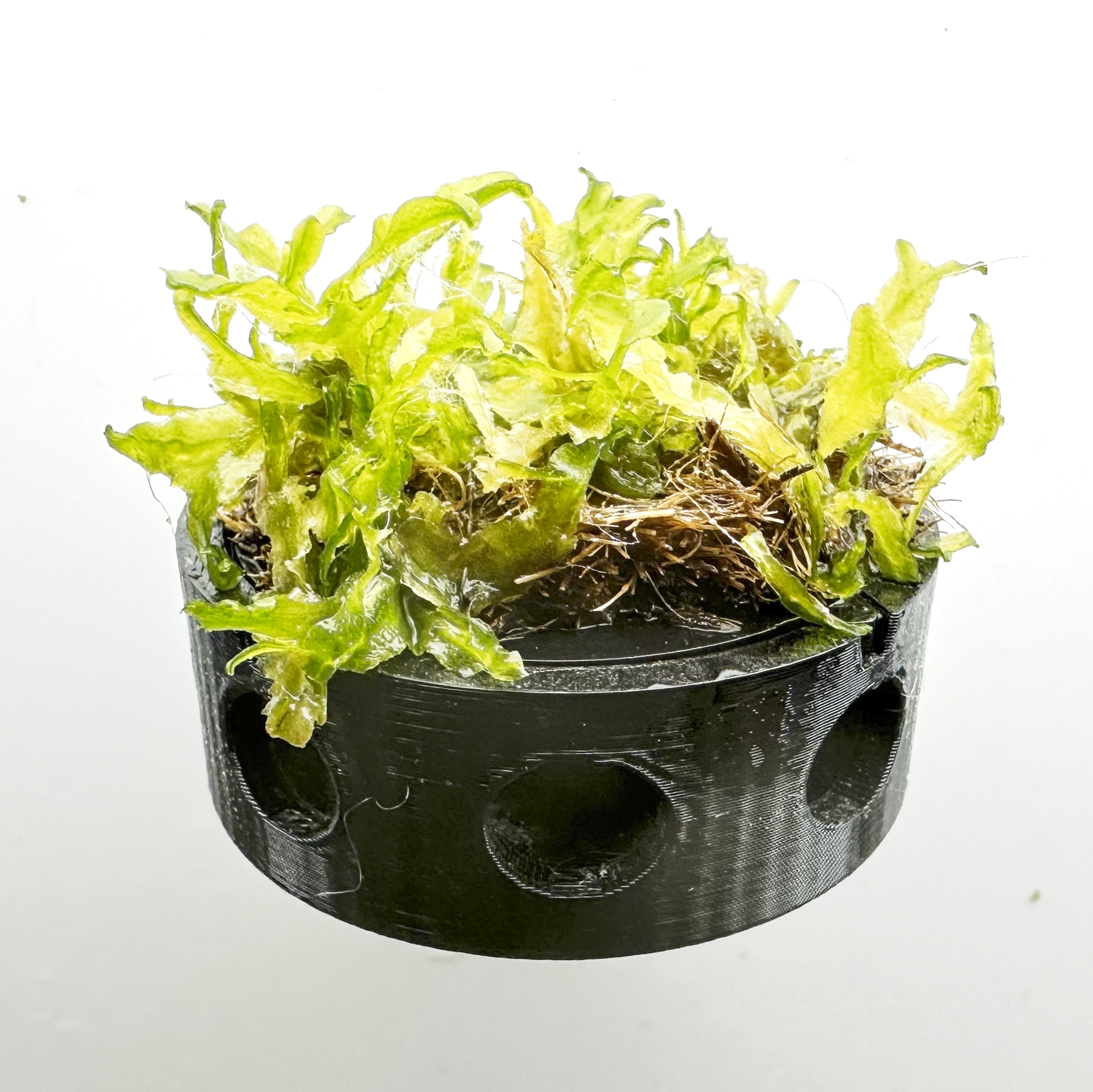 Moss Feeding Station for Shrimp: Why Every Shrimp Tank Benefits From One 🦐🌿